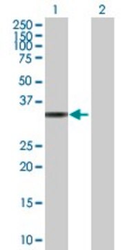 Anti-TP53I3 antibody produced in mouse purified immunoglobulin, buffered aqueous solution