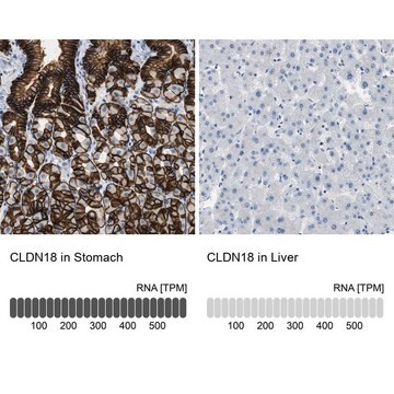 抗CLDN18 ウサギ宿主抗体 Prestige Antibodies&#174; Powered by Atlas Antibodies, affinity isolated antibody, buffered aqueous glycerol solution