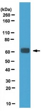 Anti-SRp75 Antibody from rabbit