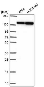 Anty-DHX9 Prestige Antibodies&#174; Powered by Atlas Antibodies, affinity isolated antibody