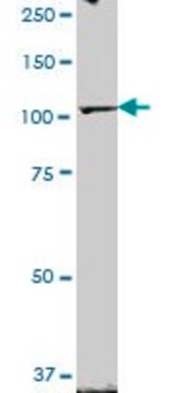 Anti-ZHX2 antibody produced in mouse purified immunoglobulin, buffered aqueous solution