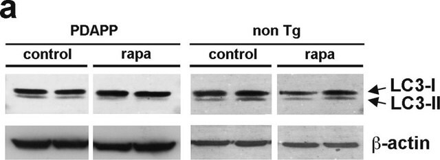 Monoklonaler Anti-Aktin-Antikörper der Maus clone AC-40, purified from hybridoma cell culture