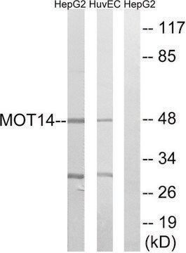 Anti-MOT14 antibody produced in rabbit affinity isolated antibody