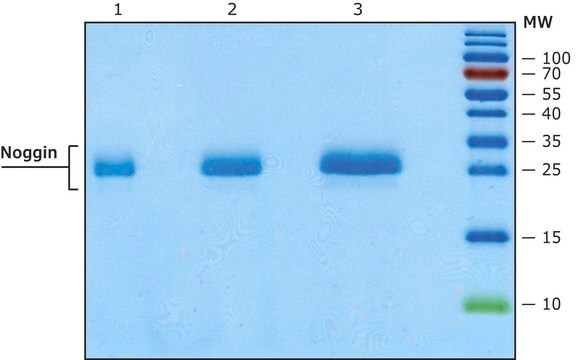 Noggin człowiek recombinant, expressed in HEK 293 cells, suitable for cell culture