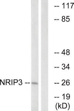 Anti-NRIP3 antibody produced in rabbit affinity isolated antibody