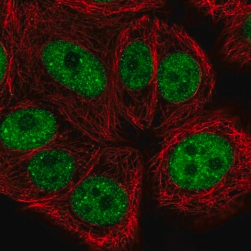 Anty-BRF1 Prestige Antibodies&#174; Powered by Atlas Antibodies, affinity isolated antibody