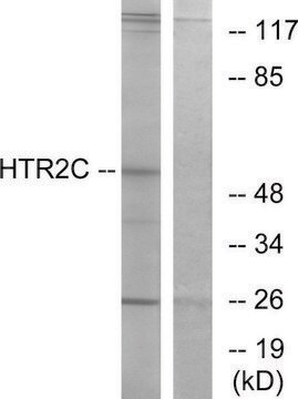 Anti-HTR2C antibody produced in rabbit affinity isolated antibody