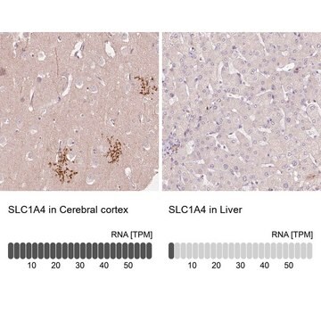 Anti-SLC1A4 antibody produced in rabbit Prestige Antibodies&#174; Powered by Atlas Antibodies, affinity isolated antibody, buffered aqueous glycerol solution