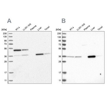 Anti-CRYZ antibody produced in rabbit Prestige Antibodies&#174; Powered by Atlas Antibodies, affinity isolated antibody, buffered aqueous glycerol solution, Ab2