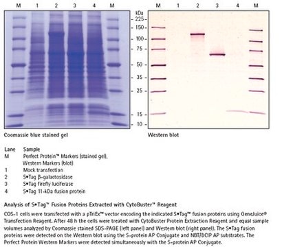 CytoBuster Protein Extraction Reagent Simple extraction of soluble protein from mammalian and insect cells