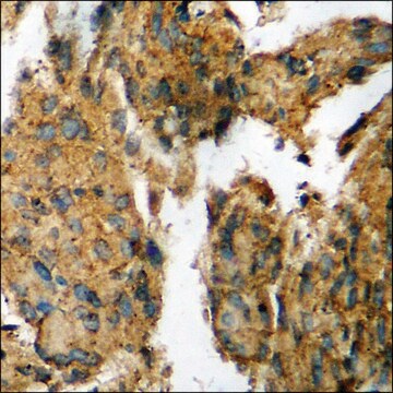 Anti-phospho-AXL (pTyr698) antibody produced in rabbit affinity isolated antibody