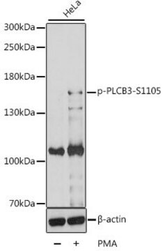 Anti-Phospho-PLCB3-S1105 antibody produced in rabbit