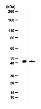 Przeciwciało anty-DOM3Z from rabbit, purified by affinity chromatography