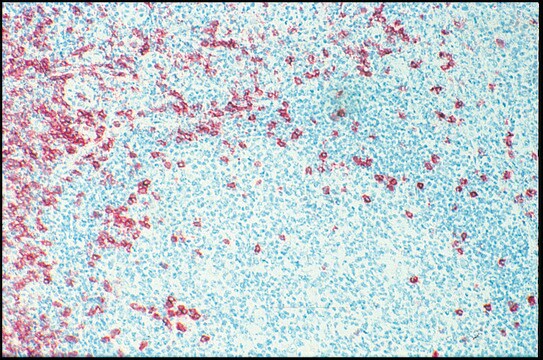 Monoclonal Anti-CD8 antibody produced in mouse clone UCHT-4, purified immunoglobulin, buffered aqueous solution