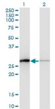 Monoclonal Anti-TCEAL1 antibody produced in mouse clone 3B9, purified immunoglobulin, buffered aqueous solution