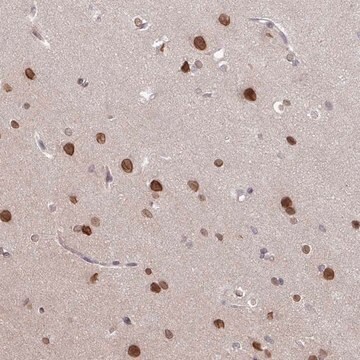 Anti-RBM4 antibody produced in rabbit Prestige Antibodies&#174; Powered by Atlas Antibodies, affinity isolated antibody, buffered aqueous glycerol solution