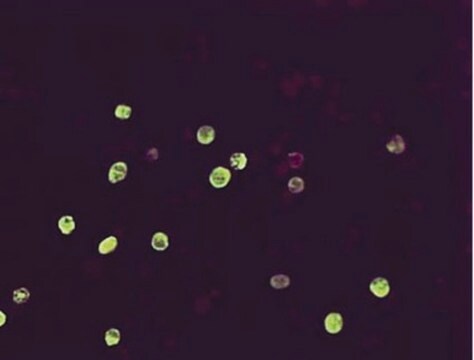 Przeciwciało anty-Herpes Simplex Virus I &amp; II, klon 4F10.3 clone 4F10.3, Chemicon&#174;, from mouse