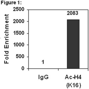 ChIPAb+ Acetyl-Histone H4 (Lys16) - ChIP Validated Antibody and Primer Set from rabbit