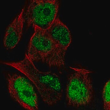 Anty-LRRC28 Prestige Antibodies&#174; Powered by Atlas Antibodies, affinity isolated antibody