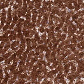 Anti-MAT1A antibody produced in rabbit Prestige Antibodies&#174; Powered by Atlas Antibodies, affinity isolated antibody, buffered aqueous glycerol solution