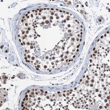 抗CDC5L ウサギ宿主抗体 Prestige Antibodies&#174; Powered by Atlas Antibodies, affinity isolated antibody, buffered aqueous glycerol solution