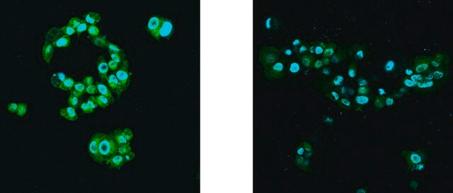 BioTracker&#8482; Clickable Polyamine Putrescine Live Cell Probe