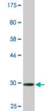 Monoclonal Anti-SLITL2 antibody produced in mouse clone 4G7, ascites fluid