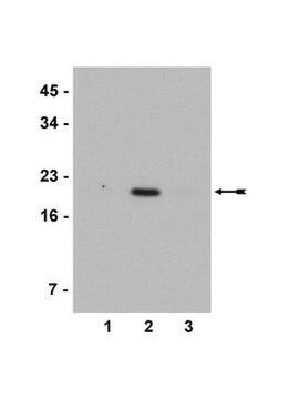 Anti-Acetyl-Histon-H3(Lys 4)-Antikörper Upstate&#174;, from rabbit