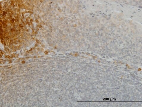 Monoclonal Anti-FGF21 antibody produced in mouse clone 2F11, purified immunoglobulin, buffered aqueous solution