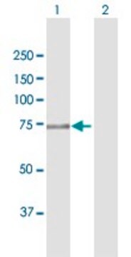 Anti-FERMT1 antibody produced in rabbit purified immunoglobulin, buffered aqueous solution