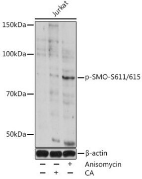 Anti-Phospho-SMO-S611/615 antibody produced in rabbit