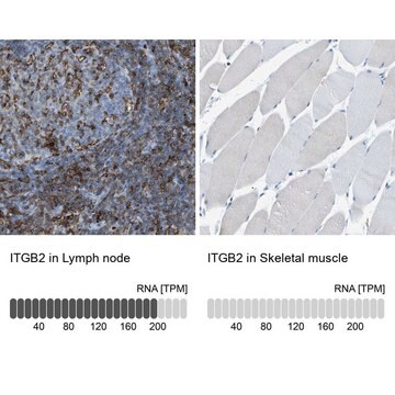 Anti-ITGB2 antibody produced in rabbit Prestige Antibodies&#174; Powered by Atlas Antibodies, affinity isolated antibody, buffered aqueous glycerol solution