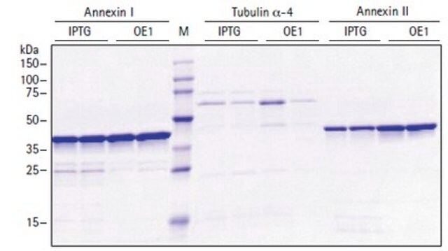 Overnight Express自诱导系统1 - Novagen The Overnight Express Autoinduction System allows the induction of protein expression without monitoring cell density and without conventional induction with IPTG.