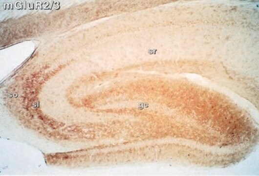 Anti-Metabotropic Glutamate Receptor 2/3 Antibody Chemicon&#174;, from rabbit