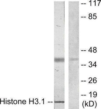 Anti-Histone H3.1 antibody produced in rabbit affinity isolated antibody