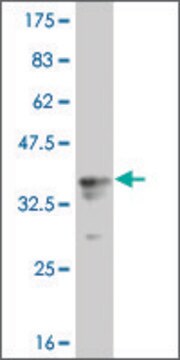 Monoclonal Anti-RPS6KA1 antibody produced in mouse clone 2E3, purified immunoglobulin, buffered aqueous solution