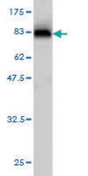 Monoclonal Anti-CPNE6 antibody produced in mouse clone 6D11, purified immunoglobulin, buffered aqueous solution