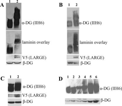 Anti-&#945;-Dystroglycan Antibody, clone IIH6C4 ascites fluid, clone IIH6C4, Upstate&#174;