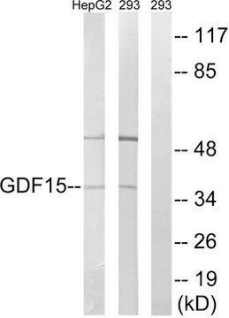 Anti-GDF15 antibody produced in rabbit affinity isolated antibody