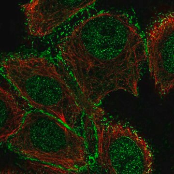 Anti-Galnt12 Antibody Produced In Rabbit Prestige Antibodies&#174; Powered by Atlas Antibodies, affinity isolated antibody, buffered aqueous glycerol solution