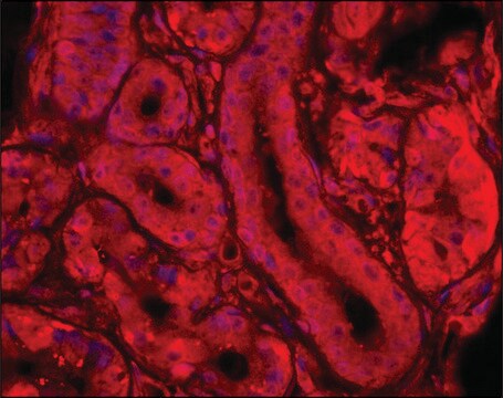 Anti-Synemin (N-terminal) antibody produced in rabbit IgG fraction of antiserum, buffered aqueous solution