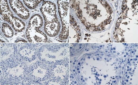 Anti-C1QBP Antibody, clone 3D2 ZooMAb&#174; Rabbit Monoclonal recombinant, expressed in HEK 293 cells