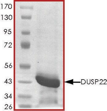 DUSP22、活性型、GSTタグ融合 ヒト recombinant, expressed in E. coli, &#8805;70% (SDS-PAGE), buffered aqueous glycerol solution