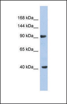 抗-KCNH6 兔抗 affinity isolated antibody