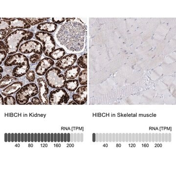 Anti-HIBCH antibody produced in rabbit Prestige Antibodies&#174; Powered by Atlas Antibodies, affinity isolated antibody, buffered aqueous glycerol solution