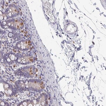 Anti-NCF1 antibody produced in rabbit Prestige Antibodies&#174; Powered by Atlas Antibodies, affinity isolated antibody, buffered aqueous glycerol solution