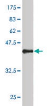 ANTI-SYN1 antibody produced in mouse clone 3E3, purified immunoglobulin, buffered aqueous solution