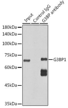 Anti-G3BP1 Antibody, clone 5A4T0, Rabbit Monoclonal