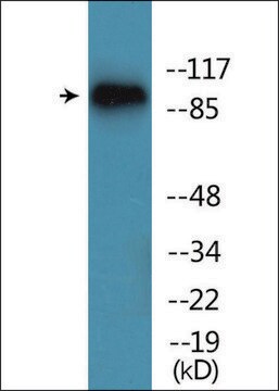 Anti-phospho-Trk B (pTyr515) antibody produced in rabbit affinity isolated antibody