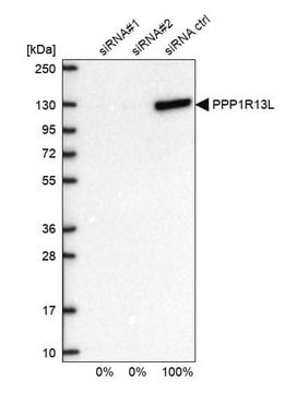 Anty-PP1R13L Prestige Antibodies&#174; Powered by Atlas Antibodies, affinity isolated antibody, buffered aqueous glycerol solution